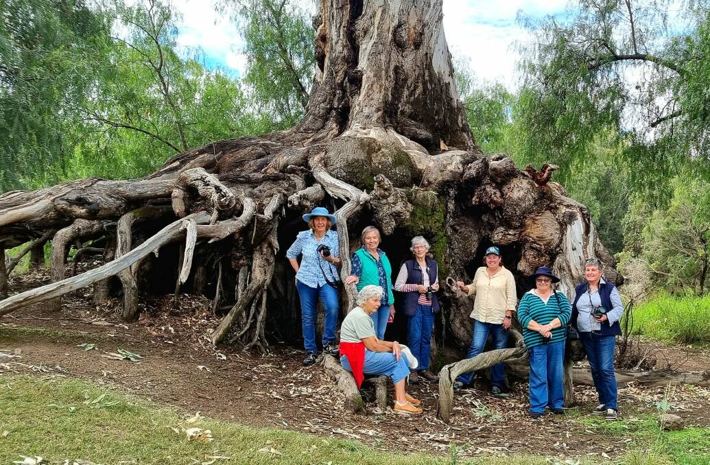 The Shutterbugs Photography Group from Barraba came to Bingara for the tree. Picture by Amber Hall