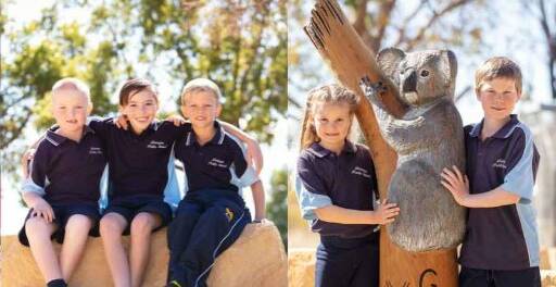 Delungra Public School, Near Inverell has been nominated for the 2024 Woolworths junior Landcare award for their koala project. Picture supplied.