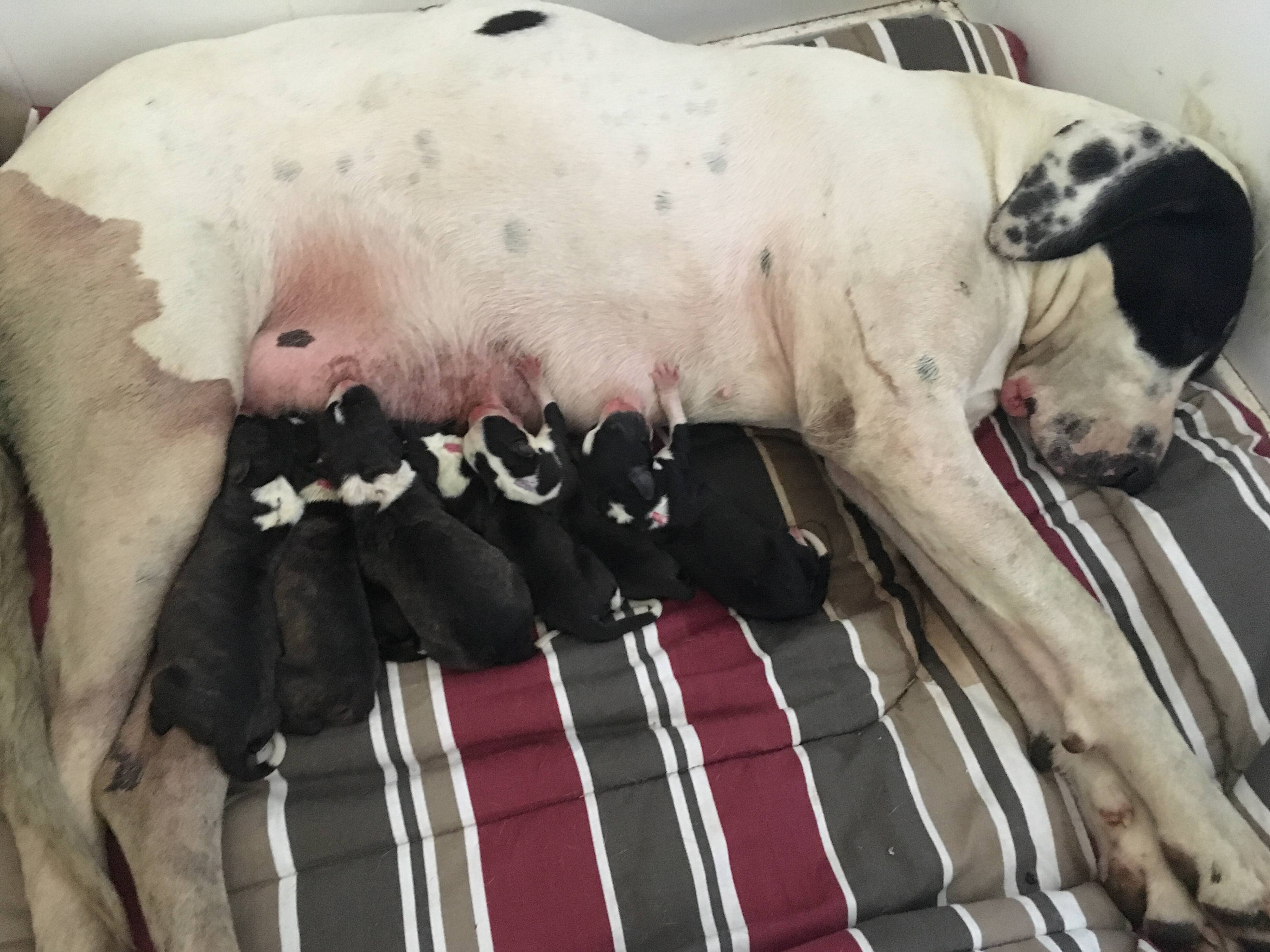 3919px x 2939px - Great Dane X Bloodhound X Bull Arab dog delivers 20 live puppies in Boomi |  The Inverell Times | Inverell, NSW