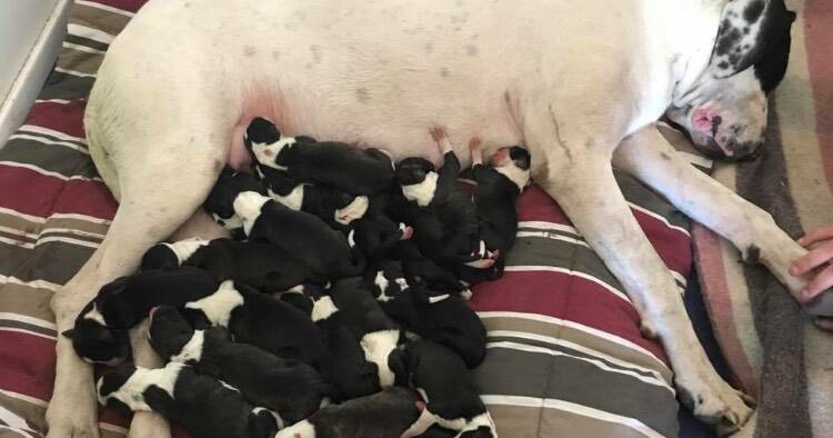 750px x 394px - Great Dane X Bloodhound X Bull Arab dog delivers 20 live puppies in Boomi |  The Inverell Times | Inverell, NSW