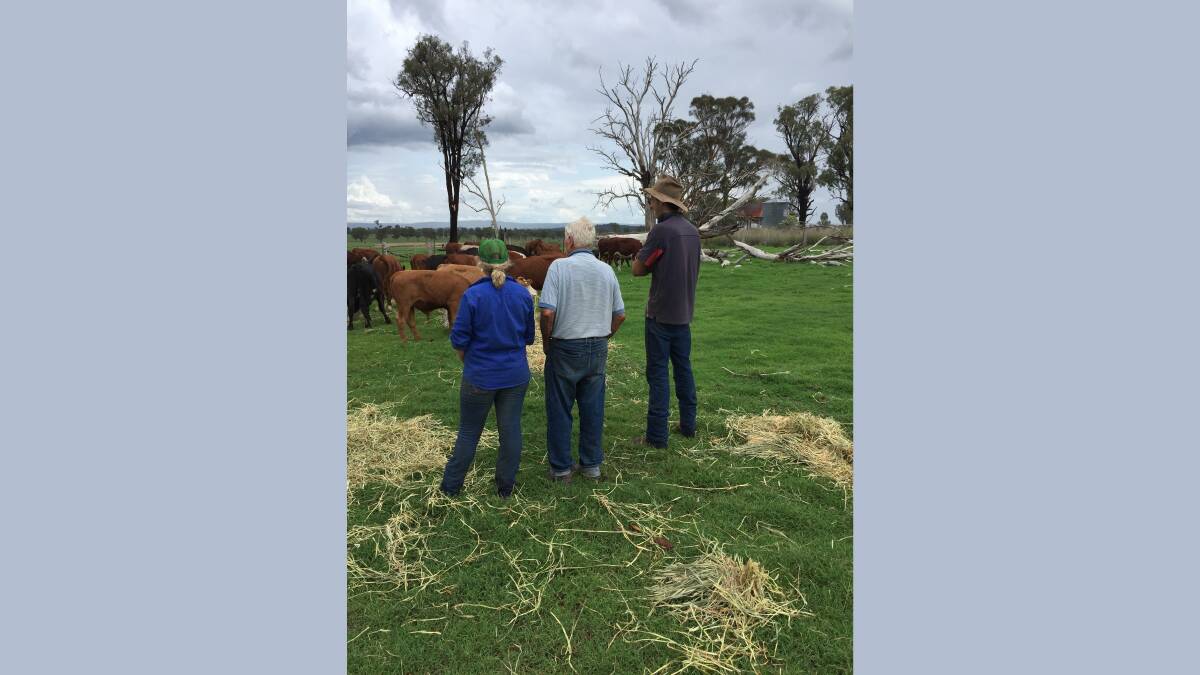 Tim and Rose Archer with her late grandfather, Bruce Archer inspect cattle at Torsdale. Ms Archer says they have lost at least $100,000 over the past four years alone through theft.