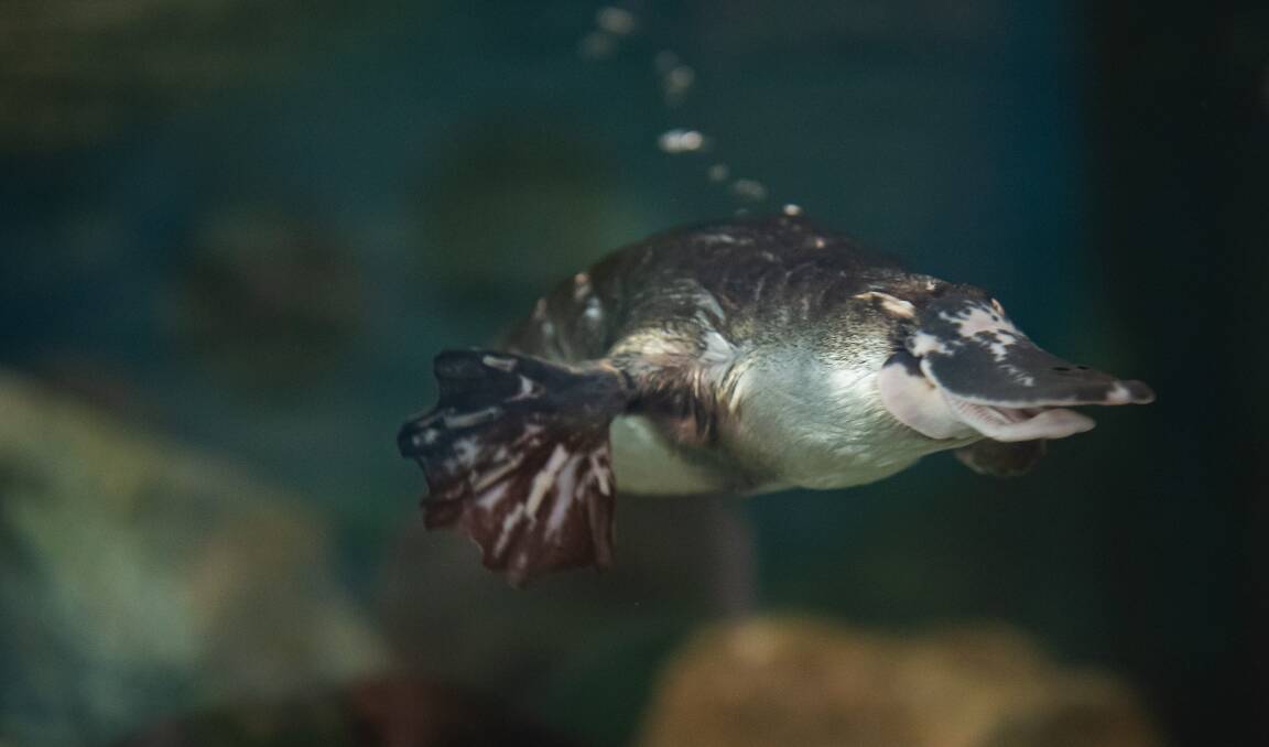 Playful Mackenzie platypus has already made an impact on visitors to the zoo. Picture supplied
