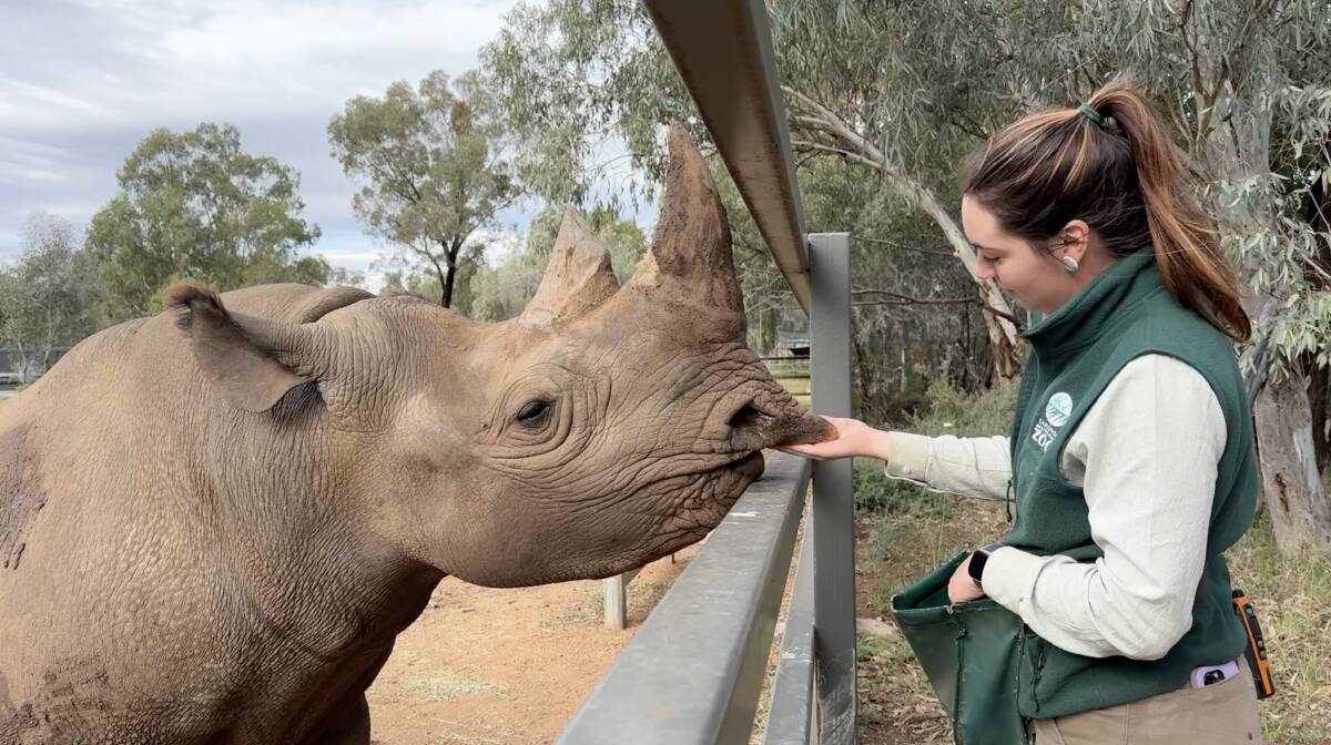 Black Rhino Bakhita and Keeper Hayley Brooks enjoy a moment at dinner time. Picture supplied