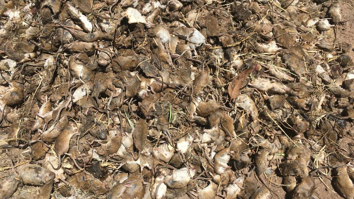 Millions of dollars of crops were destroyed during 2021's mouse plague in NSW and south Queensland. Picture NSW Farmer Association. 