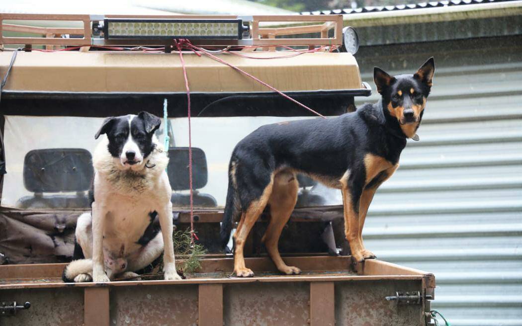 Is it illegal to have a dog in the back of my ute?